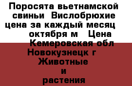 Поросята вьетнамской свиньи. Вислобрюхие цена за каждый месяц 1000. 28 октября м › Цена ­ 1 000 - Кемеровская обл., Новокузнецк г. Животные и растения » Другие животные   . Кемеровская обл.,Новокузнецк г.